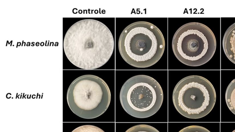 Quatro cepas de bactérias do gênero Streptomyces spp foram testadas como fungicidas de primeira geração, e uma na elaboração de produto de terceira geração; resultados in vitro indicaram níveis de controle acima de 88% em cultivos cercados - Foto: Divulgação Esalq