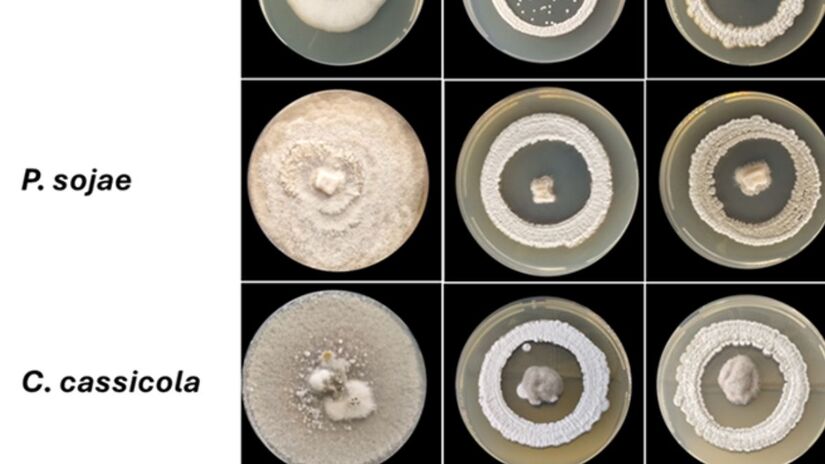 O estudo destacou duas inovações: a utilização de células vivas de Streptomyces em produtos biológicos de primeira geração e o uso de metabólitos secundários desses microrganismos em produtos de terceira geração, ambos com eficácia promissora - Foto: Divulgação Esalq