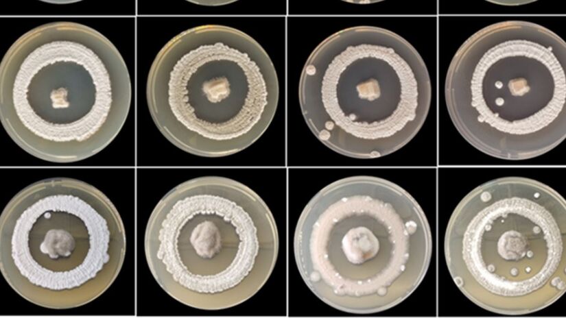 O trabalho ocorre em um contexto de crescimento acelerado do mercado de bioinsumos agrícolas no Brasil, que nos últimos cinco anos apresentou expansão superior a 10% ao ano - Foto: Divulgação Esalq 