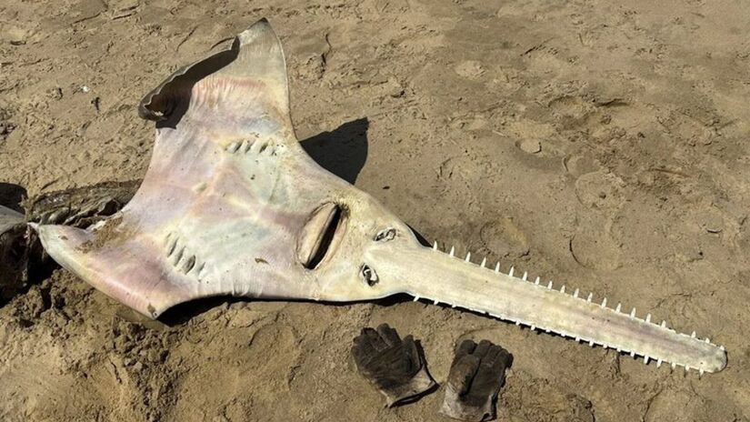 Um peixe-serra de quase três metros foi encontrado sem vida na costa da África do Sul, reacendendo o interesse dos cientistas após 26 anos sem registros da espécie. Kevin Cole / Reprodução
