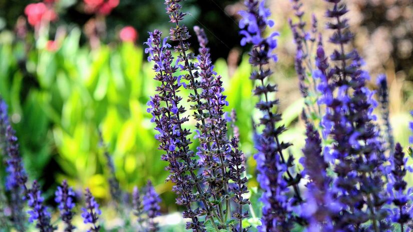 Além da beleza, um jardim bem cuidado exala aromas convidativos e relaxantes / Pixabay