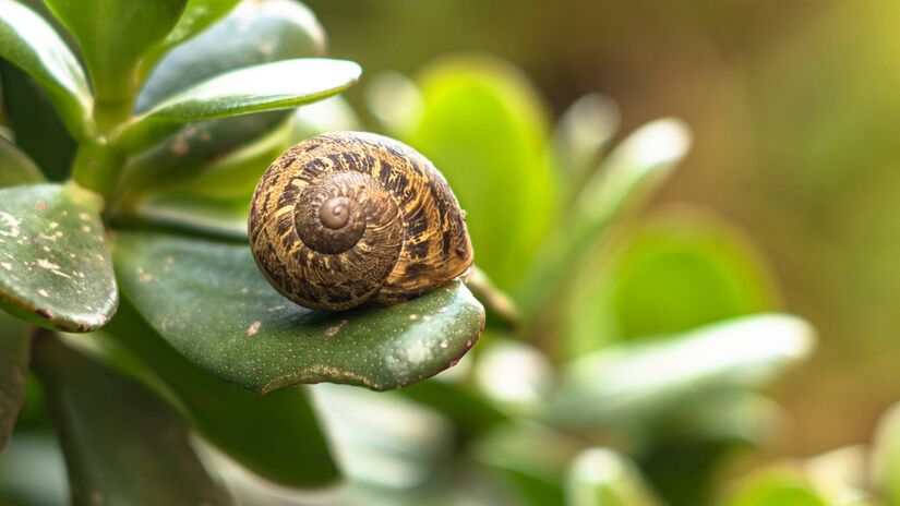 Entretanto, um jardim bem cuidado pode atrair também alguns seres em busca de alimento e muitos deles podem prejudicar as plantas / Pixabay