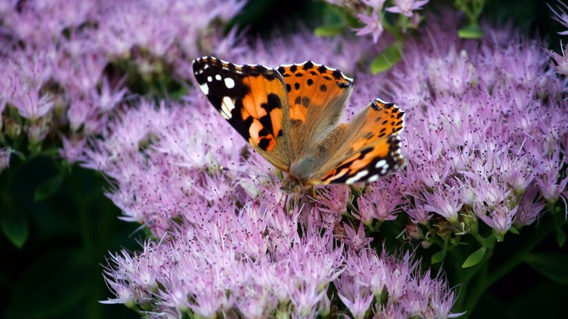 Outros também invadem, mas trazem diversos benefícios para as plantas / Pixabay