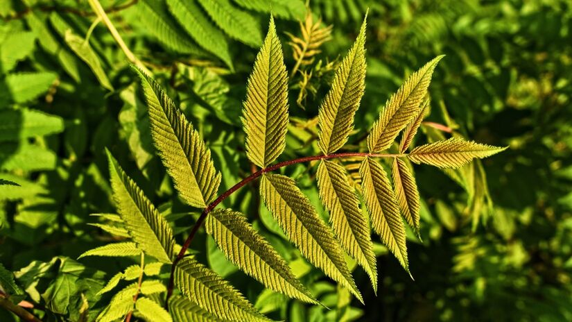 O ideal é usar plantas que repelem esses invasores, criando um ecossistema autorregulador e ainda mais saudável / Pixabay