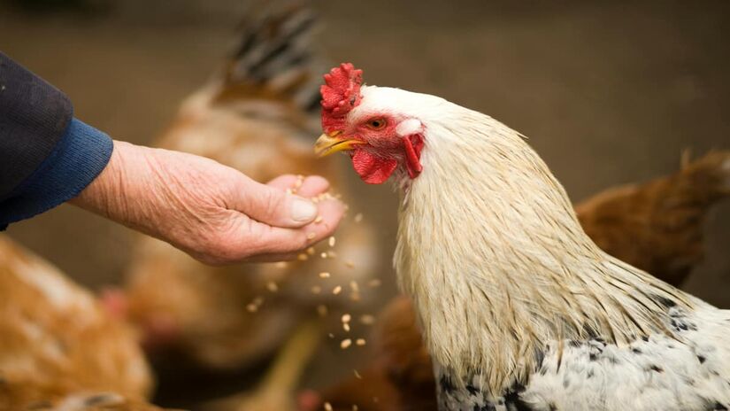 Segundo os estudos, o zigoto se transforma em embrião por meio de camadas que são adicionadas durante o seu percurso pelo oviduto (Atlantic Ambience/Pexels)