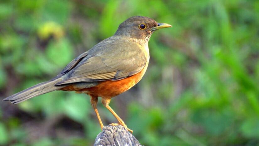 O sabiá-laranjeira, símbolo nacional, costuma cantar nas primeiras horas da manhã / Dario Sanches/Wikimedia Commons
