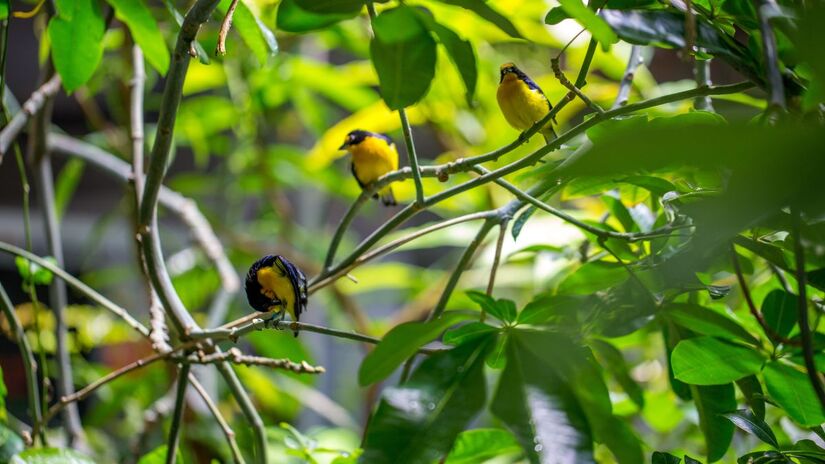  Além de encher o ambiente de vida, as aves ajudam no equilíbrio ecológico / Freepik