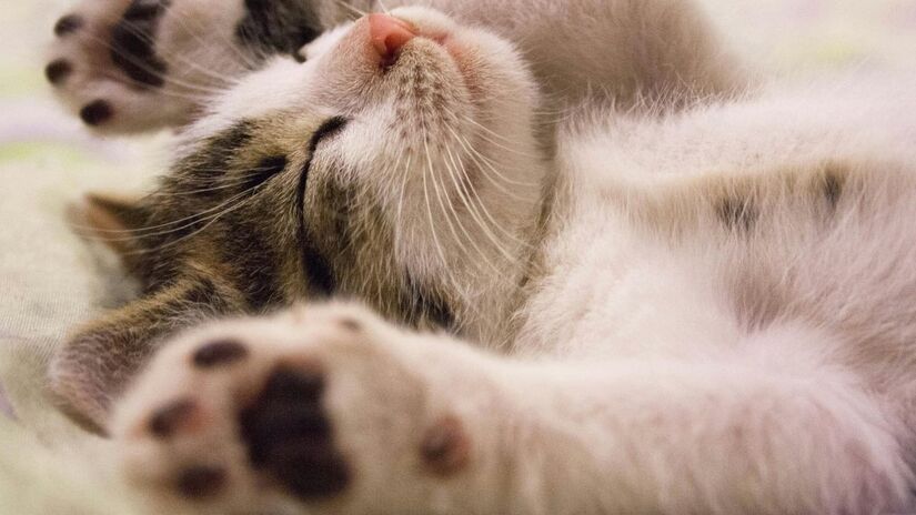 Gatos com apego seguro, que iniciam o contato (como ao dar cabeçadas), apresentaram picos de oxitocina  e quanto maior o tempo de convivência, mais intenso o efeito /Pexels