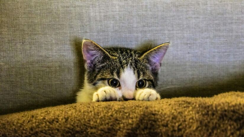 Gatos ansiosos começaram com níveis altos de oxitocina, mas a substância caiu quando o carinho foi forçado /Pexels