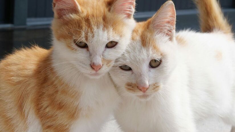 Gatos evasivos não apresentaram alterações hormonais significativas /Pexels