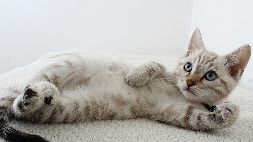 O convívio prolongado aumenta naturalmente a produção de oxitocina entre gato e tutor /Pexels