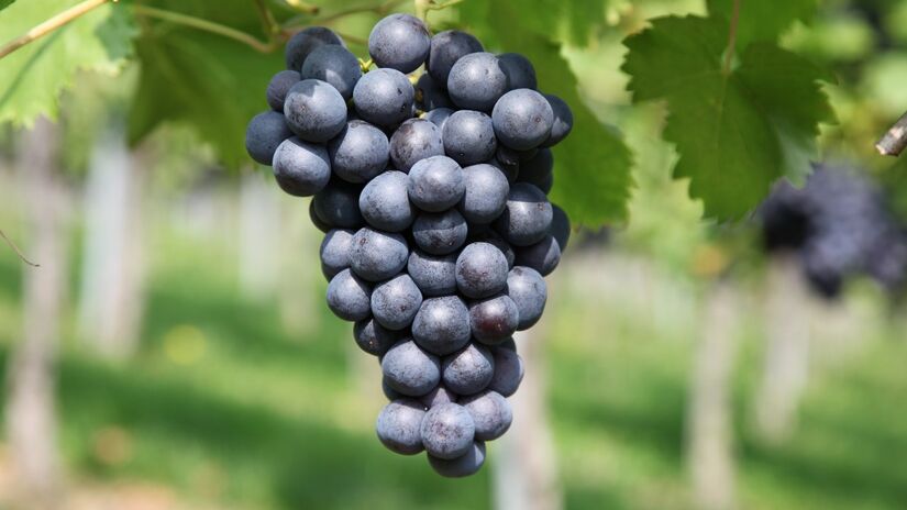 Consumir uvas também contribui para a saúde do coração e melhora a circulação sanguínea / Pixabay