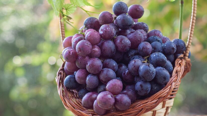 Uvas fornecem vitaminas e minerais que fortalecem o sistema imunológico / Pixabay