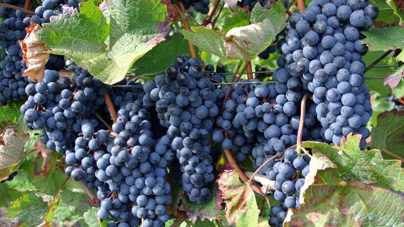 O consumo regular de uvas pode ajudar a reduzir inflamações e proteger órgãos vitais / Pixabay