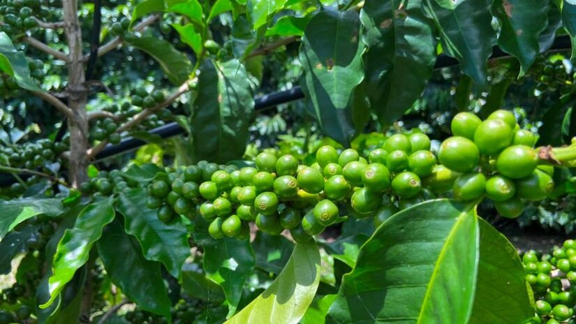Reconhecida como a "Terra do Café", Piatã produz grãos premiados no Brasil e no exterior, atraindo amantes da bebida para degustações únicas/ Blog Anderson Sotero