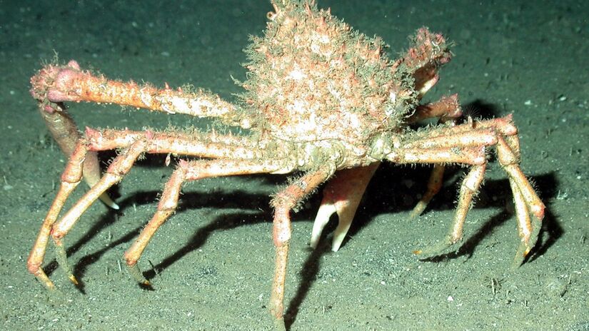 Os recifes e montes submarinos são refúgios de biodiversidade e abrigo para inúmeras espécies / Pixabay