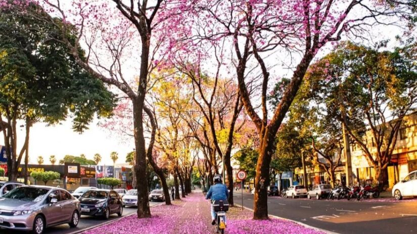 Foi eleita por vários anos como a cidade mais arborizada do país/ Thiago Louzada 