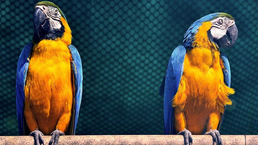Papagaios e aves inteligentes: reconhecem e interagem com seus donos, demonstrando afeto constante/ Pexels