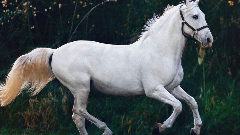 Cavalos: formam laços duradouros, seguindo comandos e mostrando confiança plena/Pexels