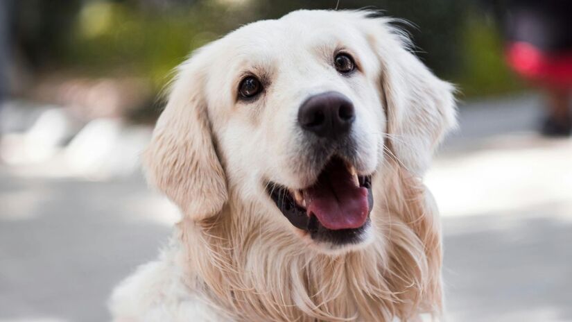 Fidelidade não significa apenas seguir ou obedecer; envolve demonstrações sutis de afeto e confiança:

Procurar a presença do dono regularmente.
Responder positivamente a comandos ou sinais de carinho.
Demonstrar ansiedade ou preocupação quando o dono está ausente.
Reconhecer cuidados e recompensas, reforçando laços.
