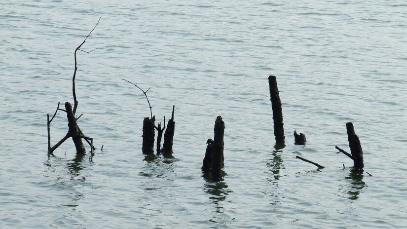 Os manguezais são ecossistemas essenciais que protegem o litoral contra erosão e tempestades / Pixabay