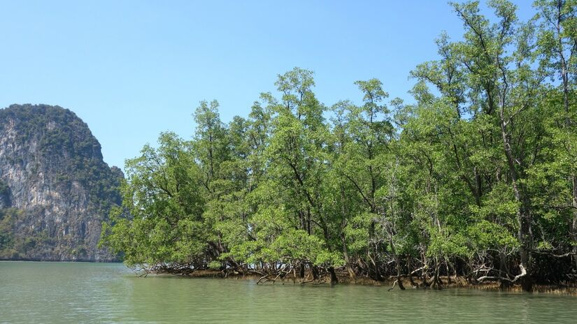 Essas áreas abrigam grande biodiversidade, incluindo peixes, aves e crustáceos / Pixabay