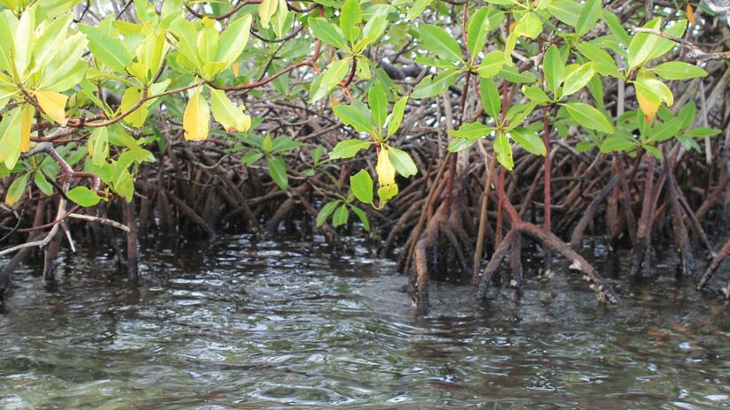 Os manguezais atuam como filtros naturais, melhorando a qualidade da água / Pixabay