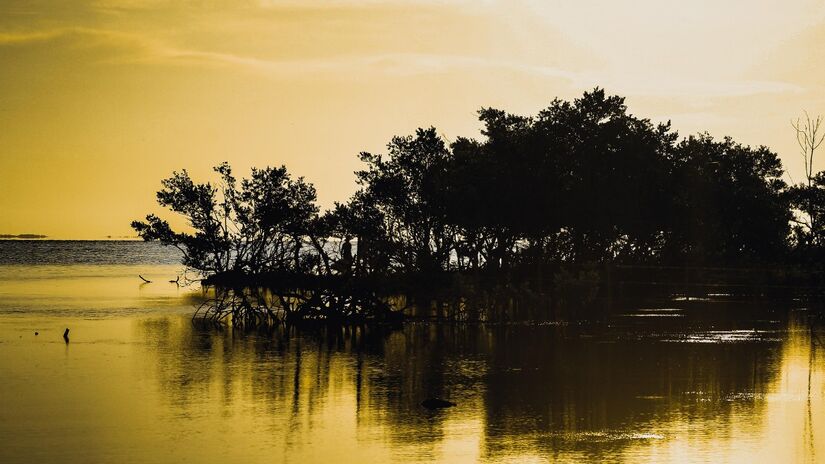 A preservação dos manguezais é fundamental para o equilíbrio ecológico e climático / Pixabay