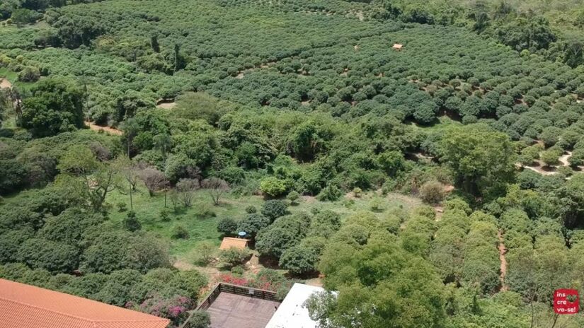 Maior jabuticabal: A Fazenda Jabuticabal possui mais de 42 mil pés da fruta / Fotos: Reprodução/YouTube