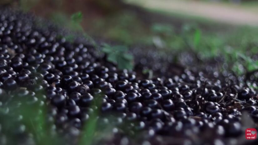 A história toda começou em 1947, quando o fazendeiro Antônio Batista da Silva decidiu investir em 7 mil pés de jabuticaba