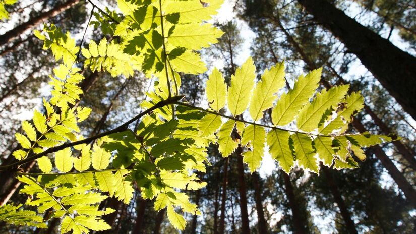 Unilateral: ocorre quando um país em desenvolvimento cria e executa o projeto em seu próprio território. Os créditos gerados pertencem ao país de origem, que define o valor de venda/ Pexels