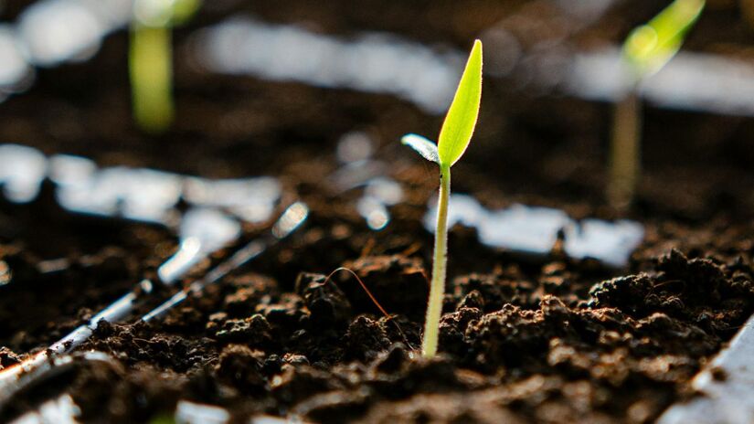 Essas transações estimulam projetos sustentáveis, como reflorestamento, energia renovável e tecnologias limpas, criando um ciclo econômico voltado à preservação ambiental/ Pexels