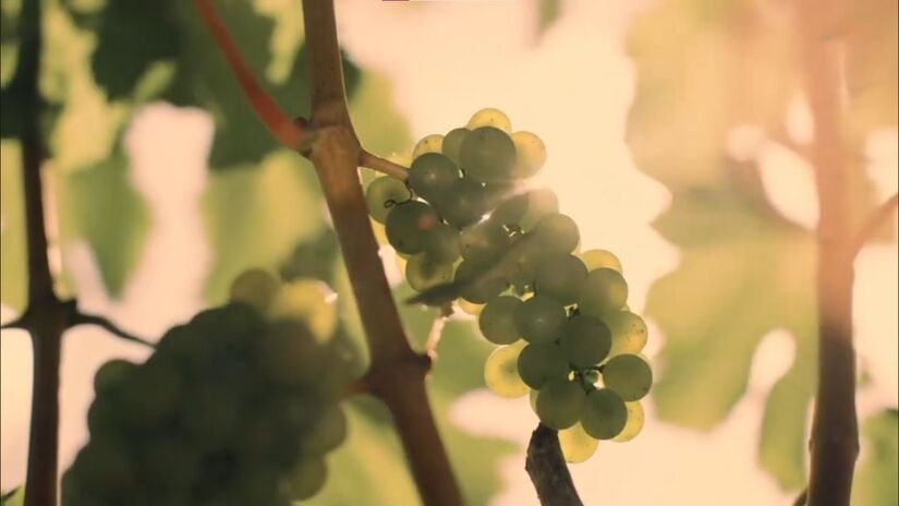 Produção de uvas finas nas serras do Rio de Janeiro ganha força com a modernização das rotas logísticas/ Reprodução YouTube/Onde a Vista Encanta