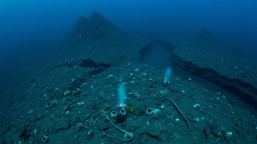 A pesquisa foi conduzida por Brandon Shuck e sua equipe da Universidade Estadual da Louisiana