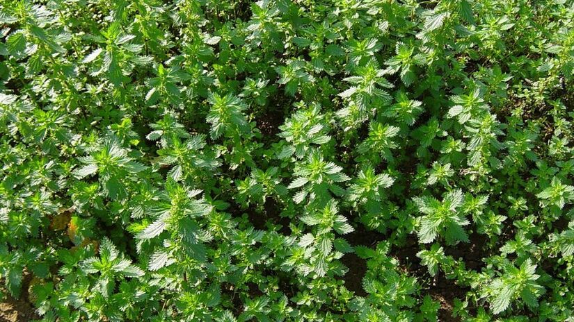 A urtiga é uma das plantas mais ricas em silício, usada há séculos em chás e remédios naturais para fortalecer o corpo/ Leo Michels/Wikimedia Commons
