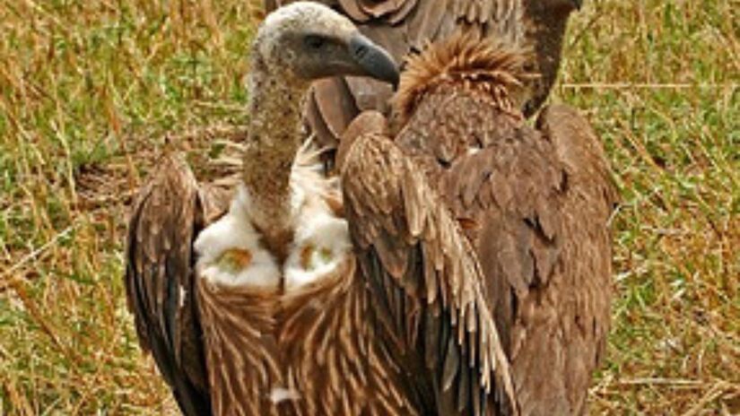 Com visão aguçada, o grifo africano localiza alimento a grandes distâncias / Picture Taker 2/Wikimedia Commons