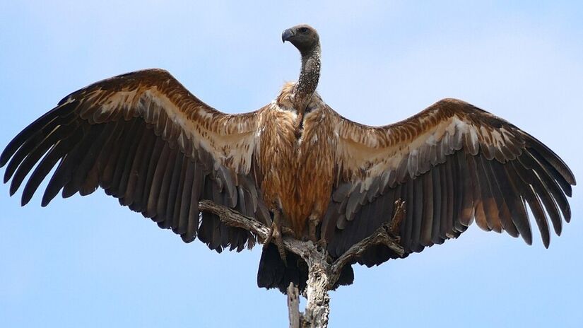 Símbolo de força e liberdade, o grifo africano é uma das maiores aves de rapina do continente / Bernard DUPONT/Wikimedia Commons