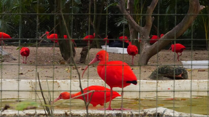 Guarás, apenas uma das muitas espécies de animais presentes no zoológico de Pomerode / Andre Shutterbird/Wikimedia Commons