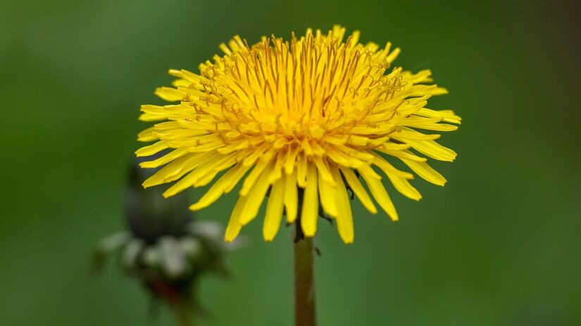Fácil de encontrar em hortas e jardins, o dente-de-leão combina tradição e ciência em seus benefícios / Pixabay