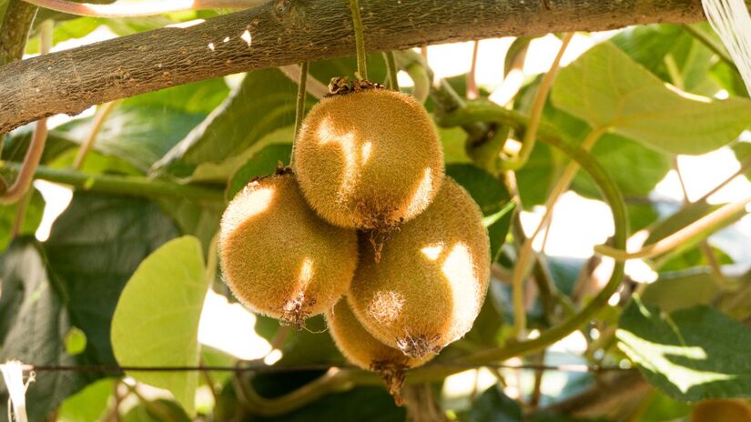 Originário do sul da China, o kiwi conquistou o mundo com seu sabor exótico e refrescante / Pixabay