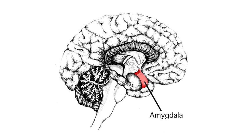 A amígdala é um centro de processamento de emoções, ela conecta suas emoções a muitas outras capacidades cerebrais, especialmente memórias, aprendizado e sentidos. A principal emoção que a amígdala controla é a ansiedade ou medo, no entanto, pesquisas mostram que também desempenha um papel em outras funções cerebrais/ Domínio Público