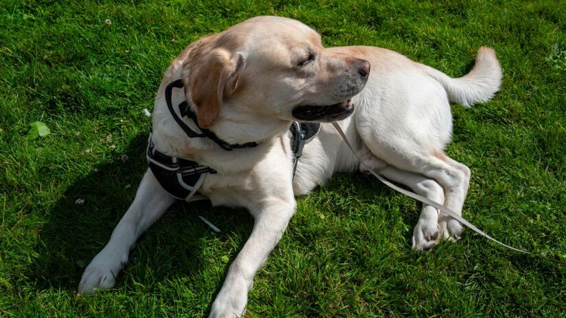 9) Labrador Retriever - gentis, amorosos e infinitamente afetuosos.