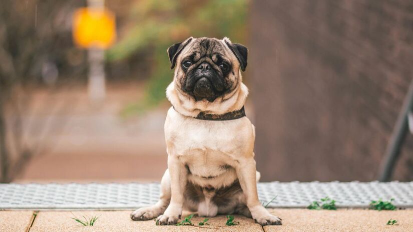 10) Pug - verdadeiro companheiro, adora estar perto dos donos.