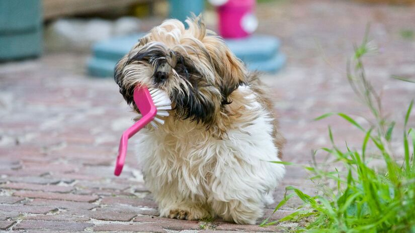 12) Shih Tzu - feliz quando está próximo da família, carinhoso e companheiro.