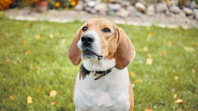 1) Beagle - seguem seus donos para qualquer lugar, sempre fiéis e companheiros / Fotos: Freepik e Pexels