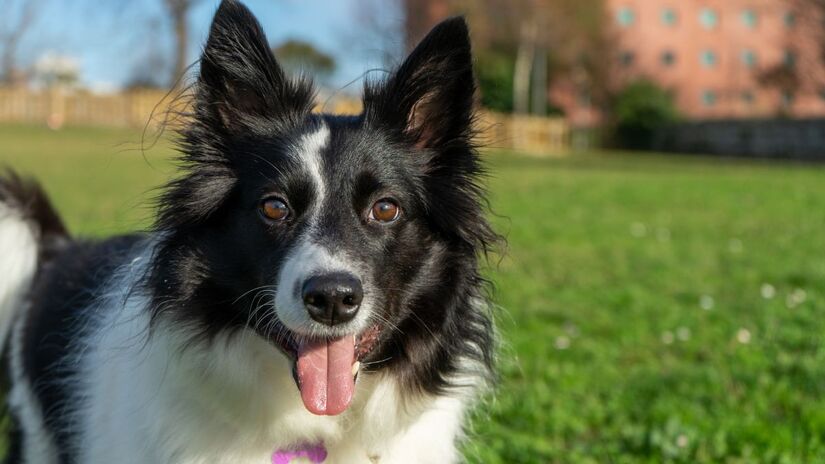 3) Border Collie - inteligentes, leais e altamente cooperativos.
