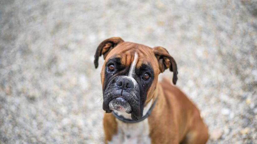 2) Boxer - cheios de energia e amor, adoram estar perto da família.