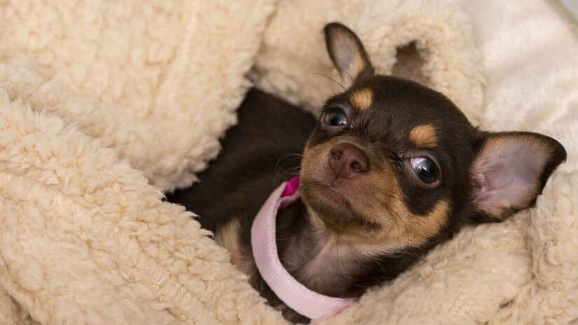 4) Chihuahua - pequeno, mas com um coração enorme e muito apegado aos donos.
