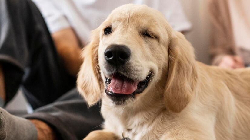 6) Golden Retriever - não são apenas leais, mas também incrivelmente empáticos.