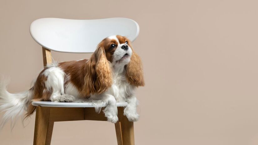 7) Cavalier King Charles Spaniel - adoram atenção e buscam constantemente uma família amorosa.